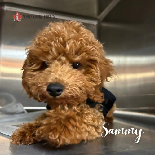 Carousel post from familyanimalhospitalcm.