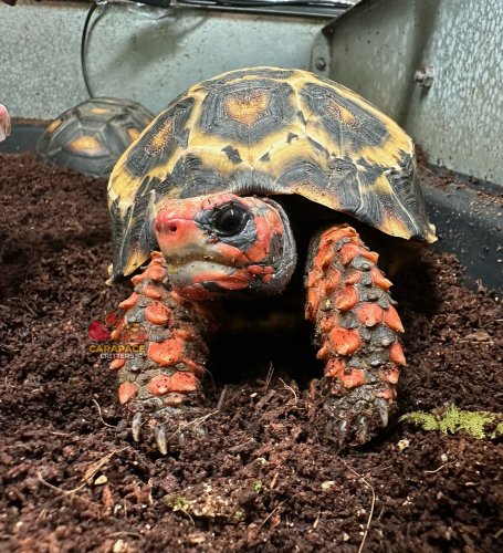 Photo post from carapacecritters.