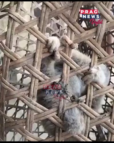 Video post from pragnewsofficial.