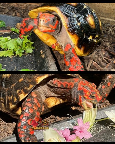 Photo post from carapacecritters.