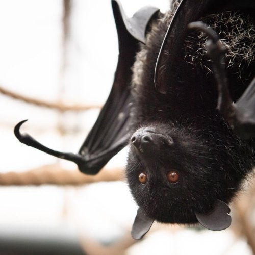 Photo post from durrell_jerseyzoo.