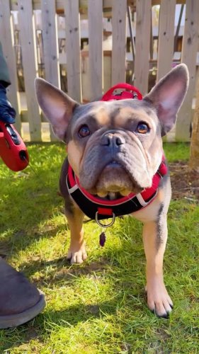 Video post from toast_flyford.