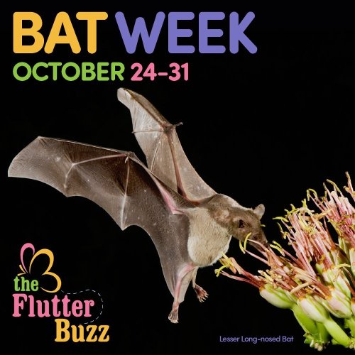 Photo post from theflutterbuzz.