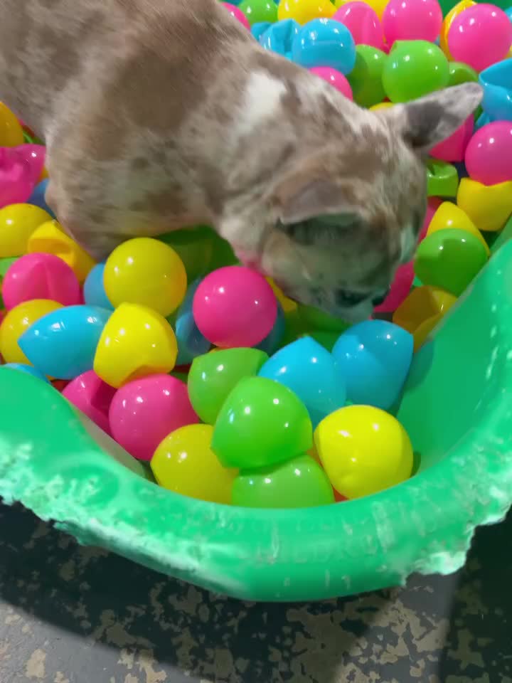 Carousel post from k9playtimedoggydaycare.