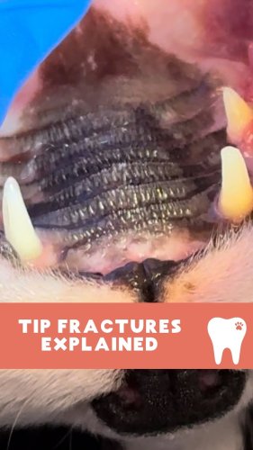 Video post from toothy.thomson.