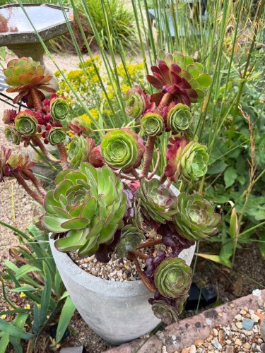 Photo post from gardenhousebrighton.
