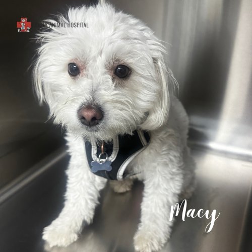 Photo post from familyanimalhospitalcm.