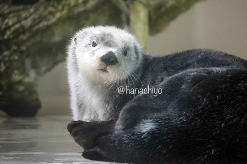Amazon.co.jp: 鳥羽水族館 PukaPukaラッコのメイとキラ 全6種の