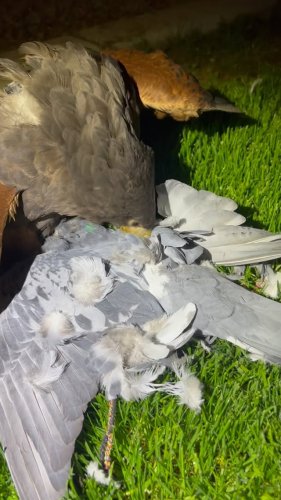 Video post from desertkingsfalconry.