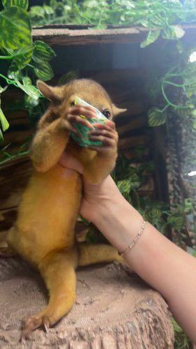 Video post from njexoticpets.