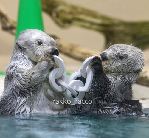 送料無料 通販  鳥羽水族館 ジュゴン ラッコ 物差し 定規 アルミスケール 定規・巻尺・コンパス