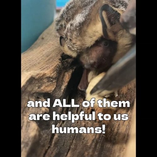 Video post from swvawildlife.