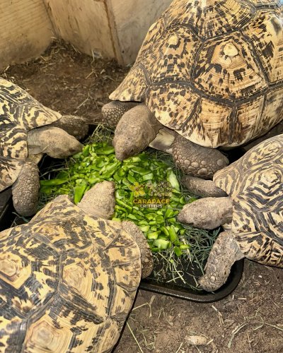 Photo post from carapacecritters.