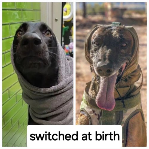 Photo post from battyintheusa.