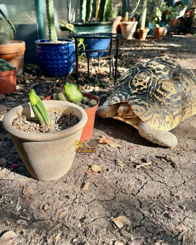 Photo post from carapacecritters.