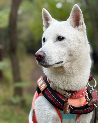 公益社団法人 日本犬保存会 – 日本犬保存会｜柴犬・紀州犬・四国犬・甲斐犬・北海道犬・秋田犬