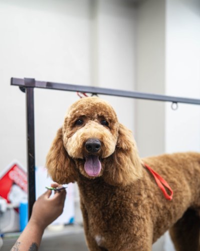 Carousel post from medicalpettj.