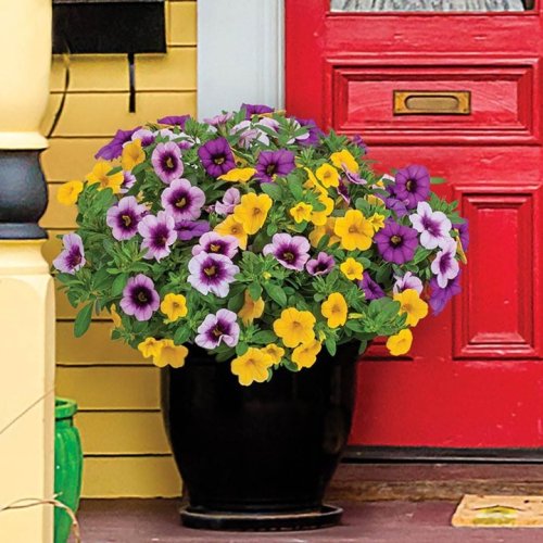 Photo post from waysidegardens.