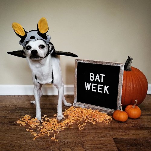 Photo post from ralphie.the.rescue.dog.