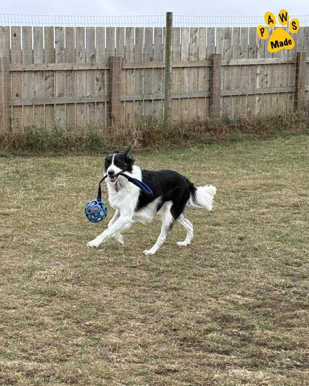 Photo post from pawstrading.
