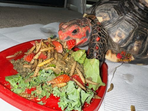 Photo post from carapacecritters.