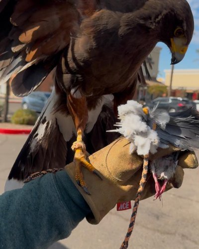 Photo post from desertkingsfalconry.