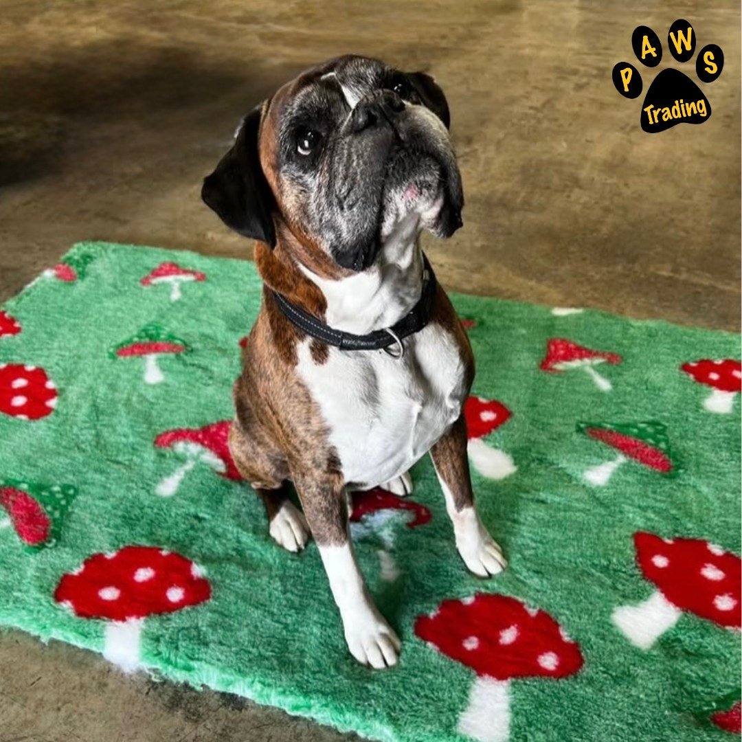 Photo post from pawstrading.