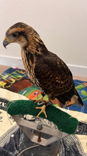 Video post from desertkingsfalconry.