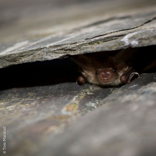 Photo post from gloswildlife.