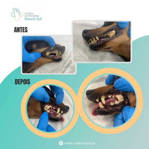 Carousel post from clinica_veterinaria_dourosul.