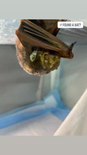Video post from forthebirdsofacadiana.