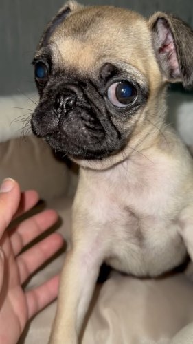 Video post from familyanimalhospitalcm.