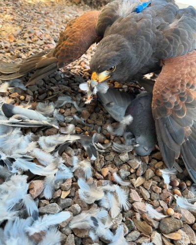 Photo post from desertkingsfalconry.