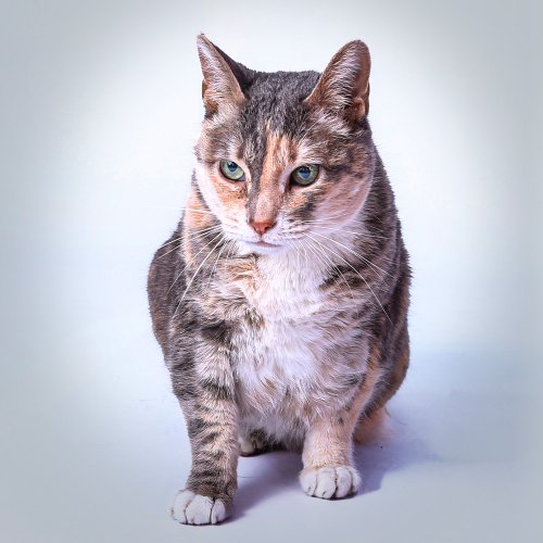 Carousel post from medicalpettj.