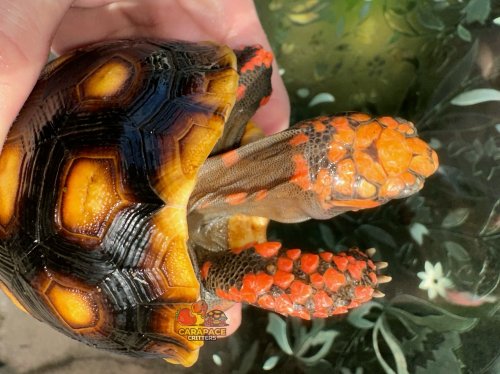 Photo post from carapacecritters.