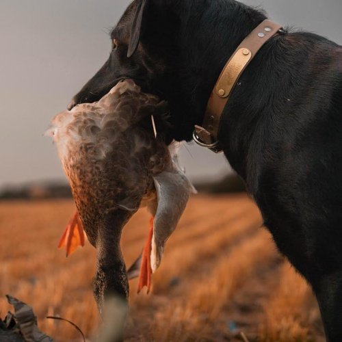 Photo post from northernskiesoutfitters.