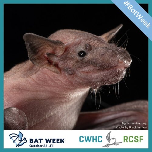 Photo post from cwhcrcsf.