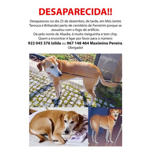 Photo post from clinica_veterinaria_dourosul.