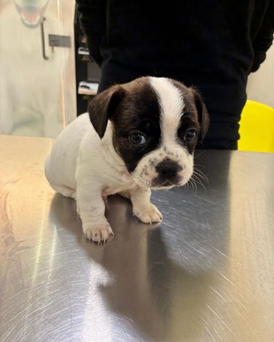 Carousel post from clinica_veterinaria_dourosul.