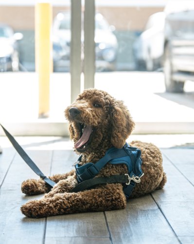 Photo post from medicalpettj.