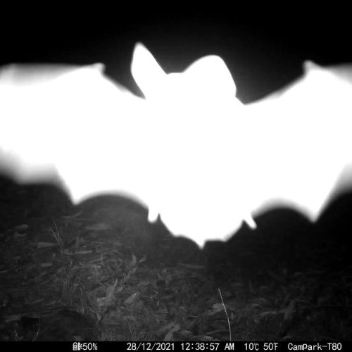 Video post from aus_trailcam.