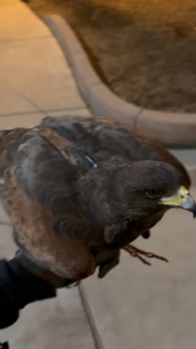 Video post from desertkingsfalconry.