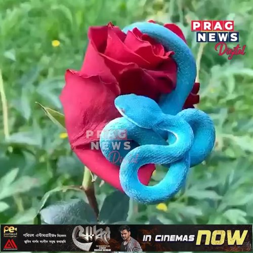 Video post from pragnewsofficial.