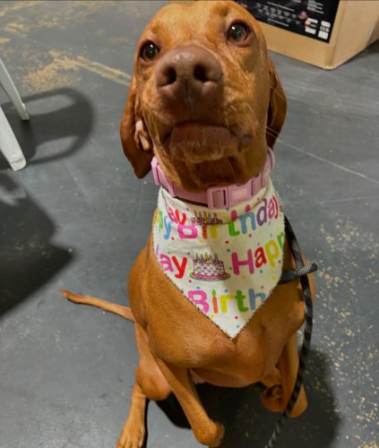 Carousel post from k9playtimedoggydaycare.