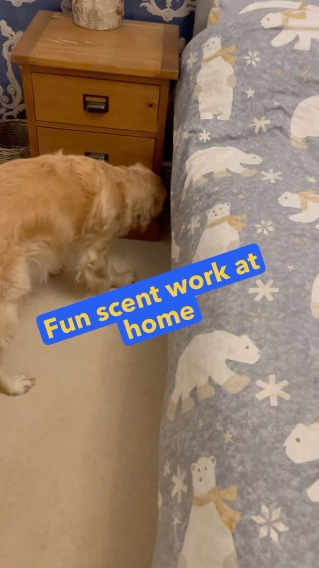 Video post from goodchoicedogtraining.