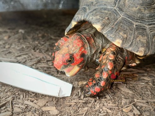 Photo post from carapacecritters.