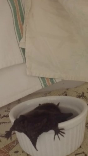 Video post from torontowildlifecentre.