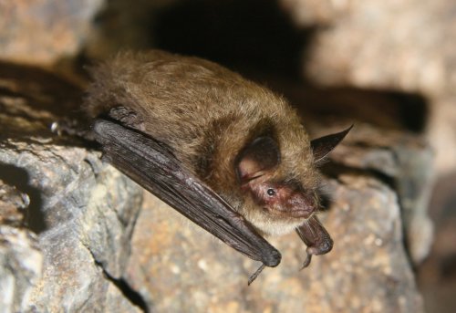 Photo post from wildbirdsunlimitedwarsonwoods.