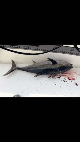 Video post from ejs_fishing_charters.