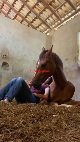 Video post from _lm_equestrian_.